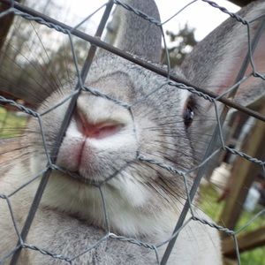 Meet your Posher, Rose